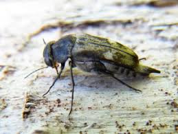 mordellistena transtroemeriana