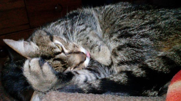 tenerdosgatos-1