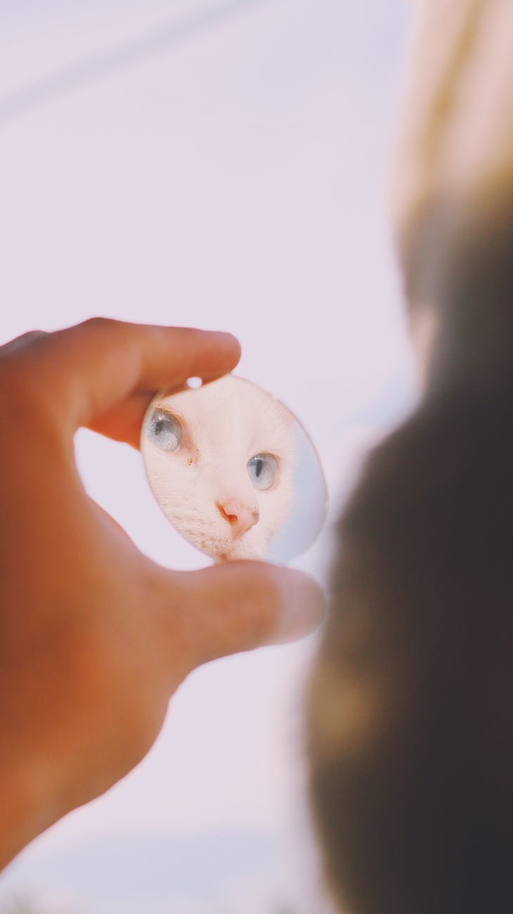 mirror reflection of cat