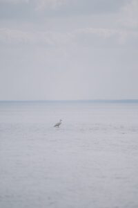 solitary heron in calm ocean waters