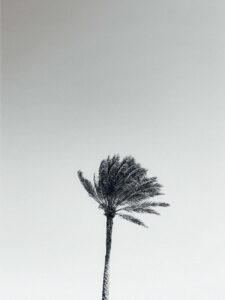 monochrome photography of coconut tree